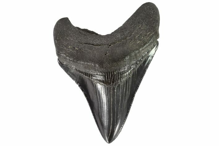 Serrated, Fossil Megalodon Tooth #90780